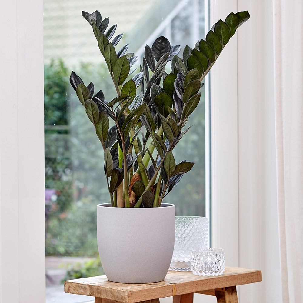 Planta Norocului (Zamioculcas Zamiifolia) Raven, 3  tulpini/ghiveci, planta de apartament cu frunze negre lucioase, rezistenta umbra, udare rara - 50 cm