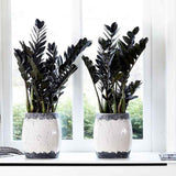 Planta Norocului (Zamioculcas Zamiifolia) Raven, 3  tulpini/ghiveci, planta de apartament cu frunze negre lucioase, rezistenta umbra, udare rara - 50 cm