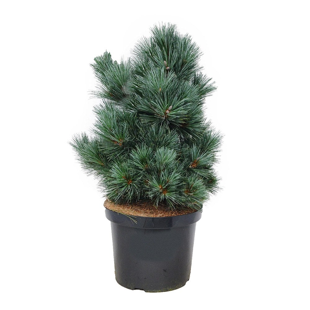 Pin Pitic Albastru flexilis Pygmaea, forma sferica, conifer decorativ rezistent frig