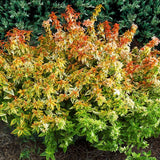 Abelia grandiflora Kaleidoscope, cu floare roz
