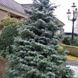 Brad Alb Pitic Archer's Dwarf (Abies Concolor), conifer decorativ cu ace verzi-albastrui, vesnic verde, Ideal pentru ghiveci si gradina mica
