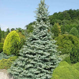 Brad Alb Pitic Archer's Dwarf (Abies Concolor), conifer decorativ cu ace verzi-albastrui, vesnic verde, Ideal pentru ghiveci si gradina mica