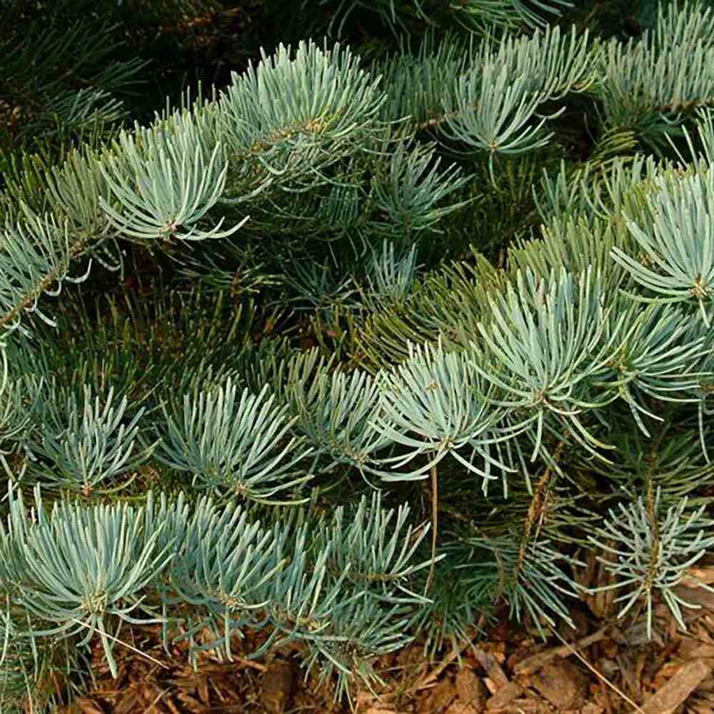 Brad Alb Pitic Archer's Dwarf (Abies Concolor), conifer decorativ cu ace verzi-albastrui, vesnic verde, Ideal pentru ghiveci si gradina mica