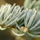 Brad Alb Pitic Archer's Dwarf (Abies Concolor), conifer decorativ cu ace verzi-albastrui, vesnic verde, Ideal pentru ghiveci si gradina mica