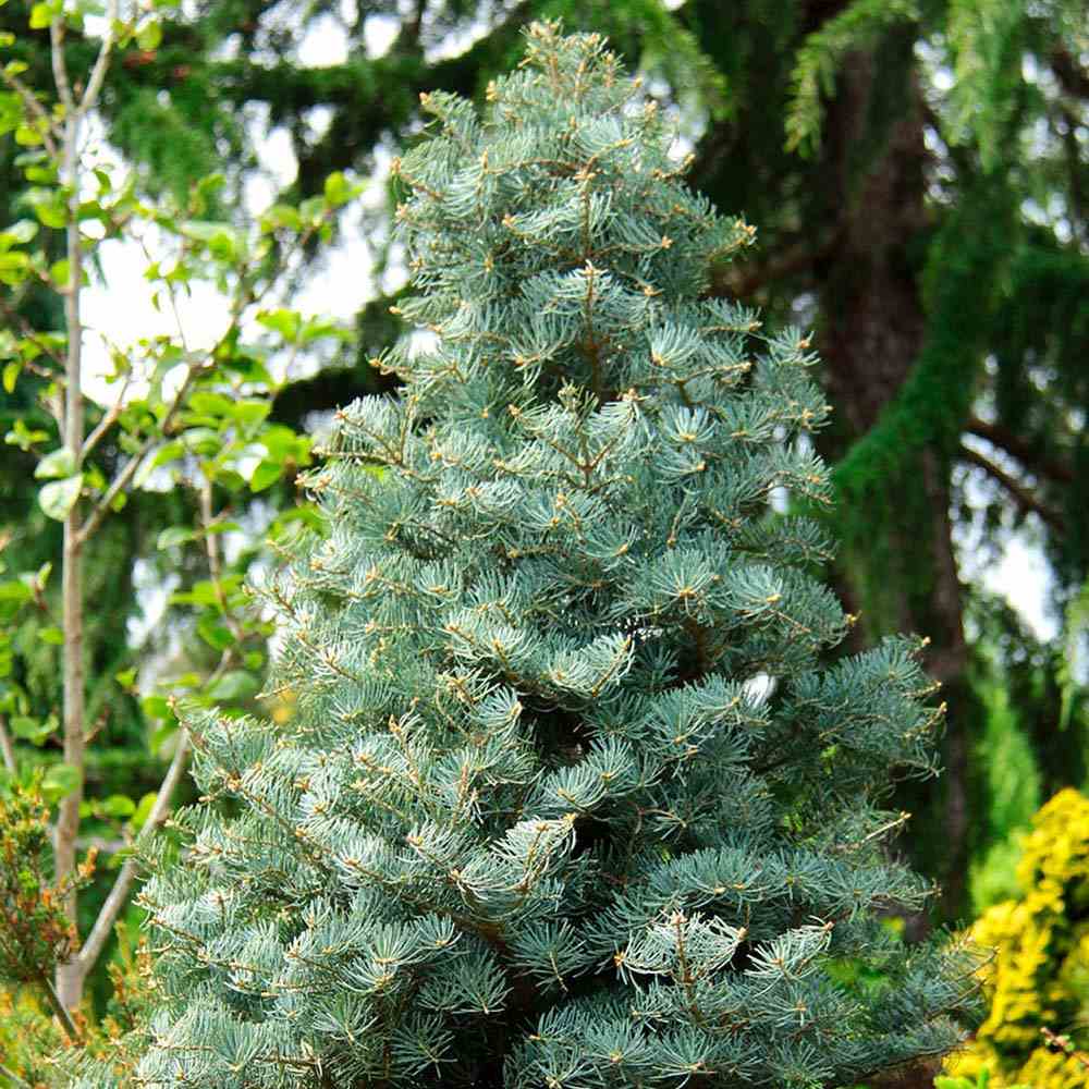 Brad Alb Pitic Archer's Dwarf (Abies Concolor), conifer decorativ cu ace verzi-albastrui, vesnic verde, Ideal pentru ghiveci si gradina mica