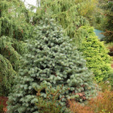 Brad Alb Pitic Archer's Dwarf (Abies Concolor), conifer decorativ cu ace verzi-albastrui, vesnic verde, Ideal pentru ghiveci si gradina mica