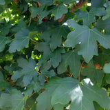 Jugastru Paltin de Camp Elsrijk (Acer Campestre), artar autohton columnar, rezistent la poluare urbana, ideal pentru strazi, bulevarde, cartiere rezidentiale