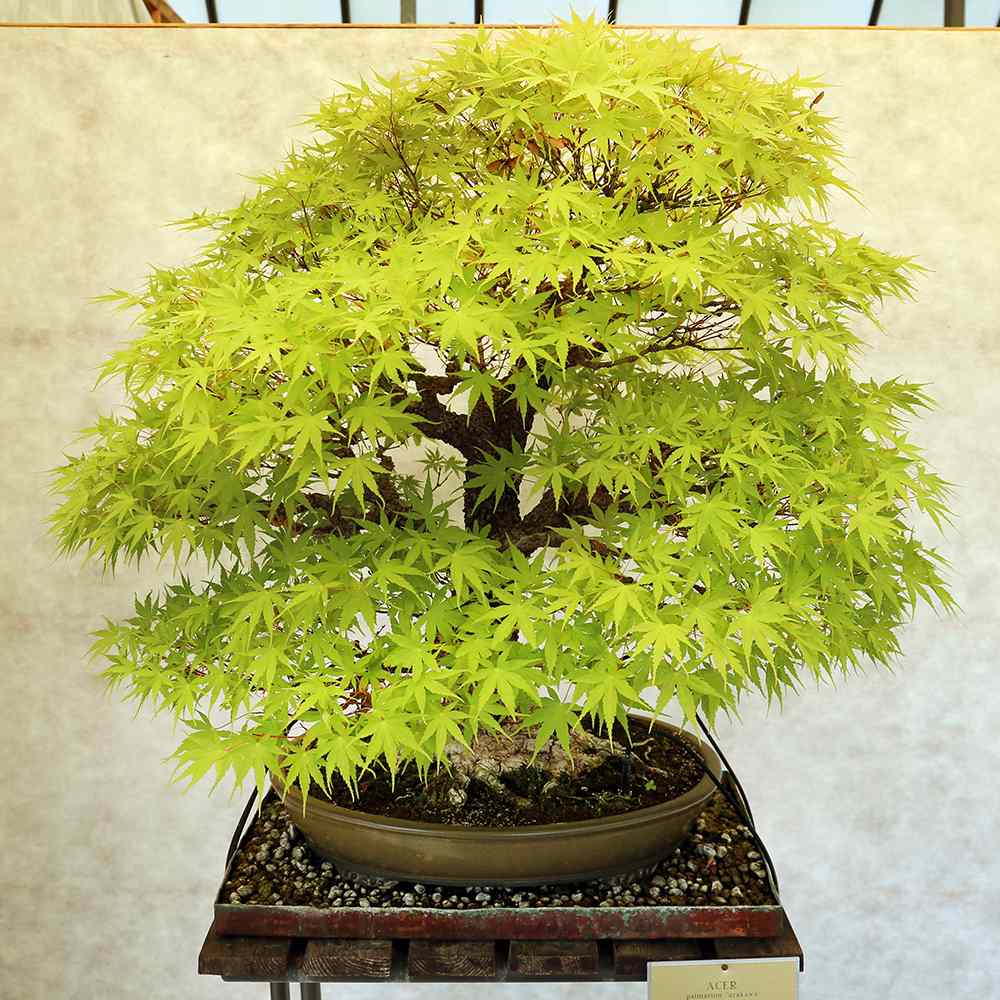 Japán juhar 'Arakawa' – bonsai hatású díszfa intenzív őszi lombszínnel