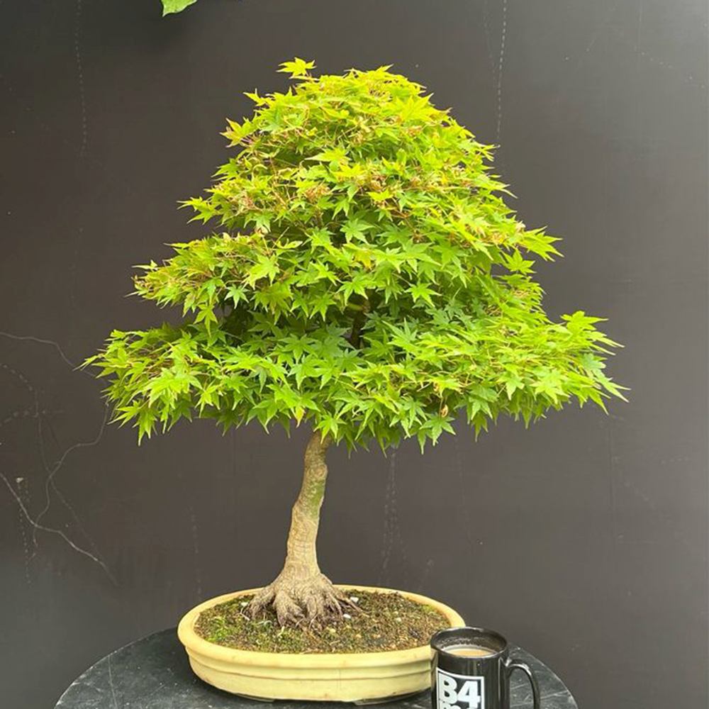 Japán juhar 'Arakawa' – bonsai hatású díszfa intenzív őszi lombszínnel