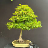 Japán juhar 'Arakawa' – bonsai hatású díszfa intenzív őszi lombszínnel
