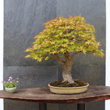 Japán juhar 'Arakawa' – bonsai hatású díszfa intenzív őszi lombszínnel