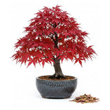 Japán juhar 'Arakawa' – bonsai hatású díszfa intenzív őszi lombszínnel