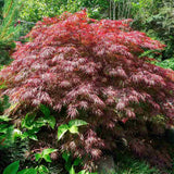 Artar Japonez Rosu Pitic Red Pygmy, frunzis fin, decor spectaculos toamna