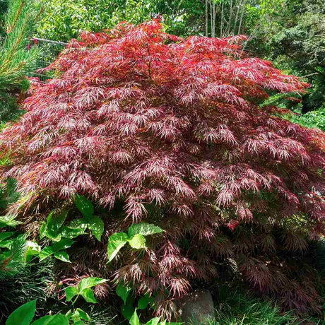 Artar Japonez Rosu Pitic Red Pygmy, frunzis fin, decor spectaculos toamna