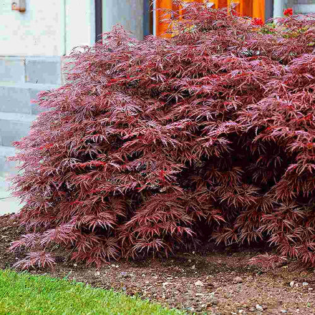 Artar Japonez Rosu Pitic Garnet, cu frunzis rosu aprins, decor spectaculos, cu textura dantelata