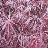 Artar Japonez Rosu Pitic Garnet, cu frunzis rosu aprins, decor spectaculos, cu textura dantelata