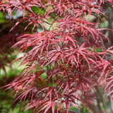 Artar Japonez Rosu Pitic Red Pygmy, frunzis fin, decor spectaculos toamna