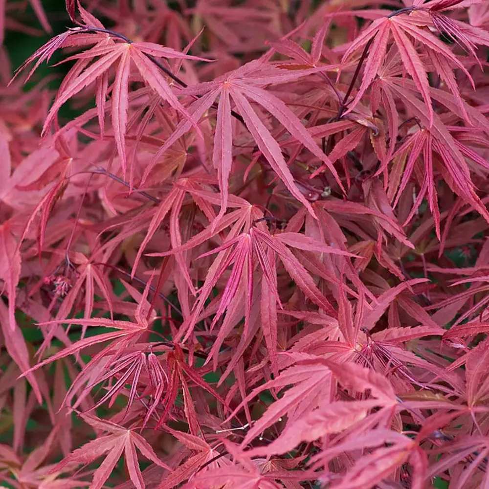 Artar Japonez Rosu Pitic Red Pygmy, frunzis fin, decor spectaculos toamna
