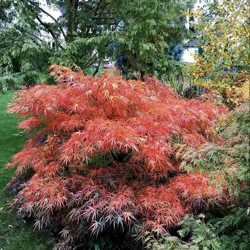 Artar Japonez Rosu Pitic Red Pygmy, frunzis fin, decor spectaculos toamna