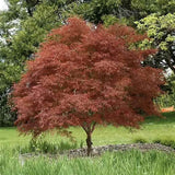 Artar Japonez Rosu Pitic Red Pygmy, frunzis fin, decor spectaculos toamna