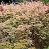Artar Japonez Rosu (Acer palmatum) Shin-deshojo, cu frunze rosii decorativ rezistent la frig, ideal pentur bonsai, joc de culori spectaculos in 3 anotimpuri