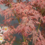 Artar Japonez Shirazz, cu frunzis variegat rosu-roz, frunzis spectaculos, rezistenta frig -20°C
