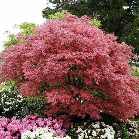 Artar Japonez Shirazz, cu frunzis variegat rosu-roz, frunzis spectaculos, rezistenta frig -20°C