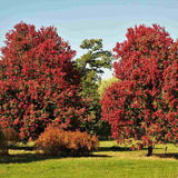 Artar Rosu October Glory (Acer Rubrum), cu frunzis rosu intens de toamna, crestere rapida, coroana densa