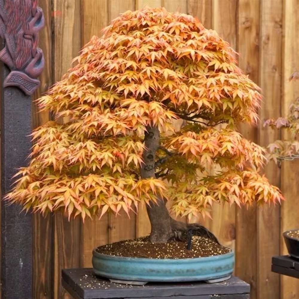 Japán juhar bonsai 'Katsura' – karamell-narancs őszi lombozattal