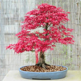 Aranjament Bonsai Zen cu Artar Japonez, 30 cm, bonsai mini copac , cadou perfect