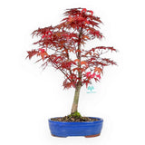 Aranjament Bonsai Zen cu Artar Japonez, 30 cm, bonsai mini copac , cadou perfect