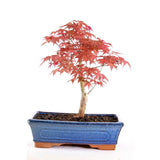 Aranjament Bonsai Zen cu Artar Japonez, 30 cm, bonsai mini copac , cadou perfect