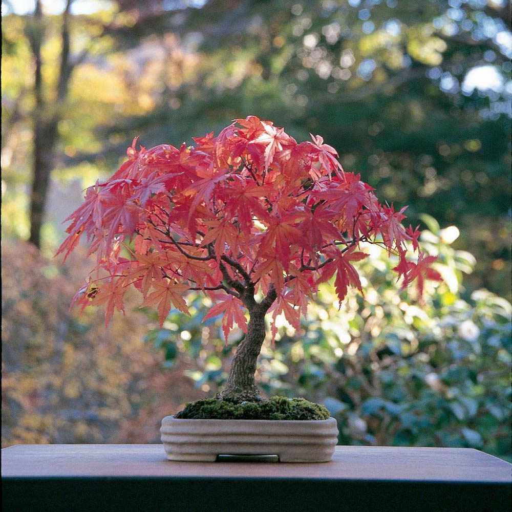 Aranjament Bonsai Zen cu Artar Japonez, 30 cm, bonsai mini copac , cadou perfect
