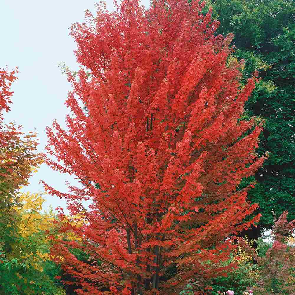 Artar Rosu Freemanii Armstrong, arbore ornamental cu frunzis rosu de toamna, crestere rapida, coroana columnara