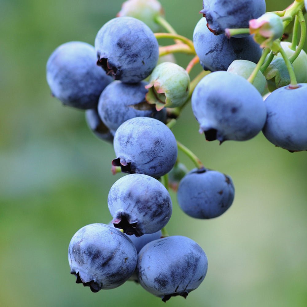 Afin Goldtraube 71 (Vaccinium corymbosum), cu fructe dulci-acisoare
