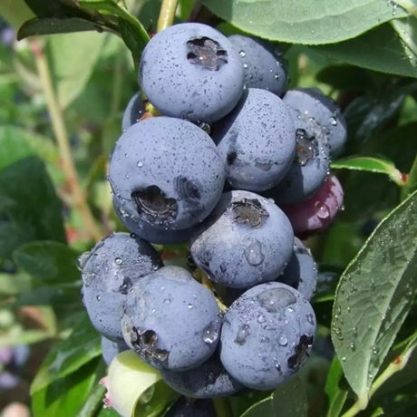 Afin Goldtraube 71 (Vaccinium corymbosum), cu fructe dulci-acisoare