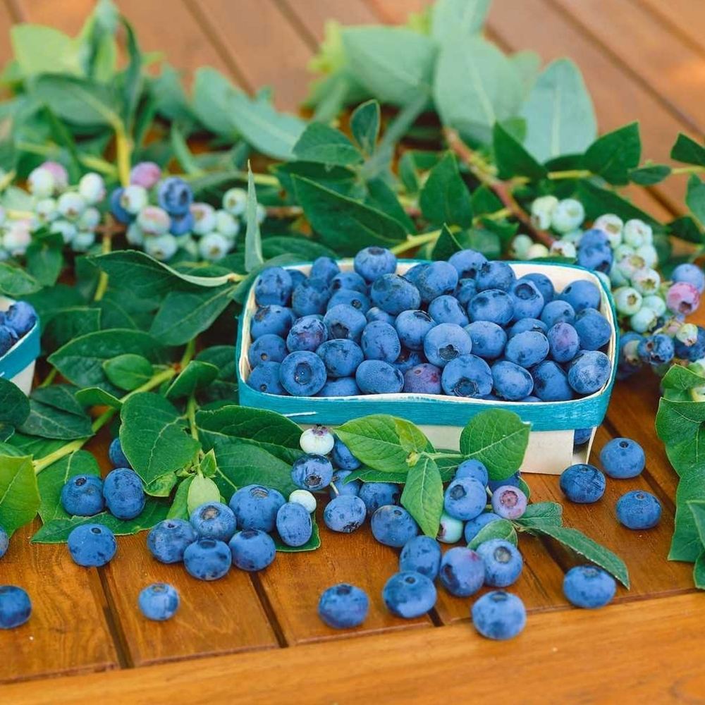Afin Patriot (Vaccinium corymbosum), cu fructe dulci-acisoare