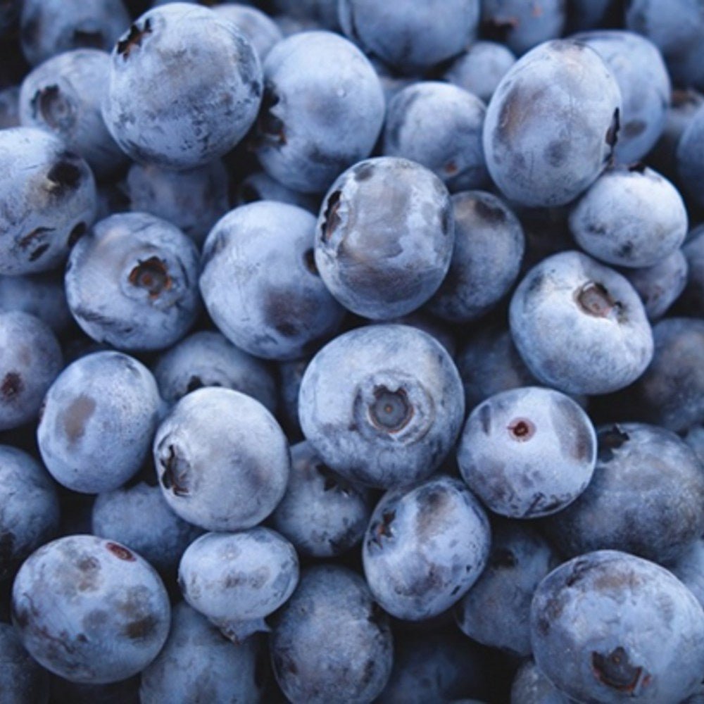 Afin Patriot (Vaccinium corymbosum), cu fructe dulci-acisoare