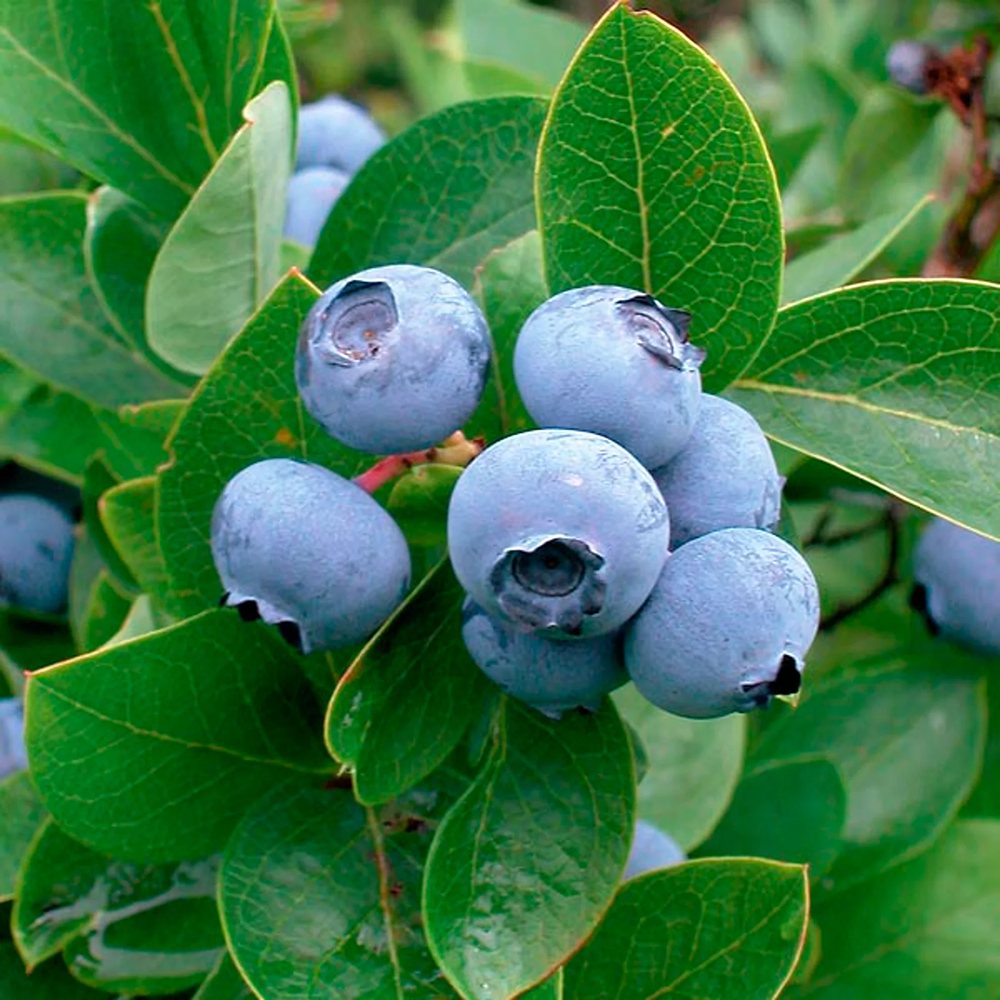 Afin Patriot (Vaccinium corymbosum), cu fructe dulci-acisoare