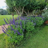 Isop Agastache Blue Fortune