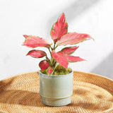 Aglaonema Cherry Baby - 30 cm, cu frunze rosu-coral