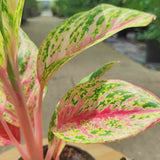 Aglaonema Cocomelon - 45 cm, frunze cu nuante de verde-somon