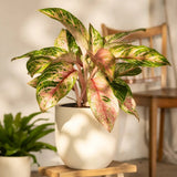 Aglaonema Cocomelon - 45 cm, frunze cu nuante de verde-somon