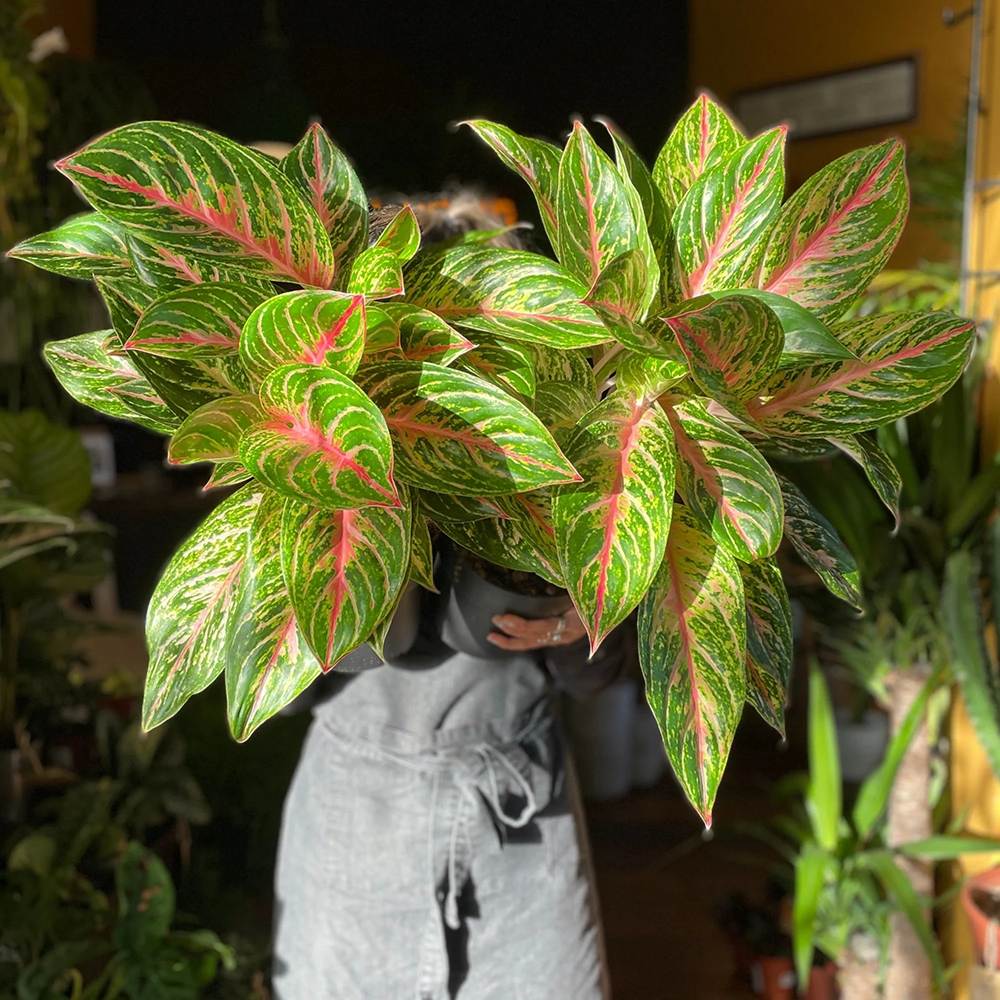 Aglaonema Cocomelon - 45 cm, frunze cu nuante de verde-somon