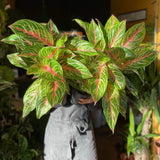 Aglaonema Cocomelon - 45 cm, frunze cu nuante de verde-somon