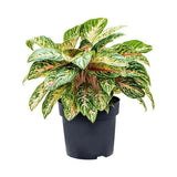 Aglaonema Cocomelon - 45 cm, frunze cu nuante de verde-somon
