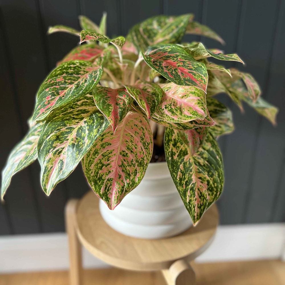 Aglaonema Cocomelon - 45 cm, frunze cu nuante de verde-somon