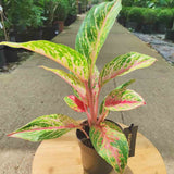 Aglaonema Cocomelon - 45 cm, frunze cu nuante de verde-somon