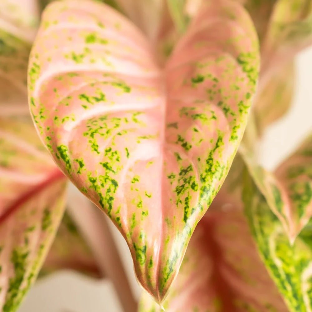 Aglaonema Cocomelon - 45 cm, frunze cu nuante de verde-somon
