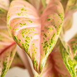 Aglaonema Cocomelon - 45 cm, frunze cu nuante de verde-somon